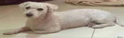 Poochon dogs for sale: Bichon frise x poodle puppies  in Dungannon - Advert 3