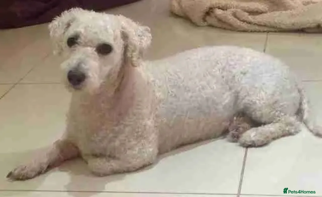 Poochon dogs for sale: Bichon frise x poodle puppies  in Dungannon - Advert 3