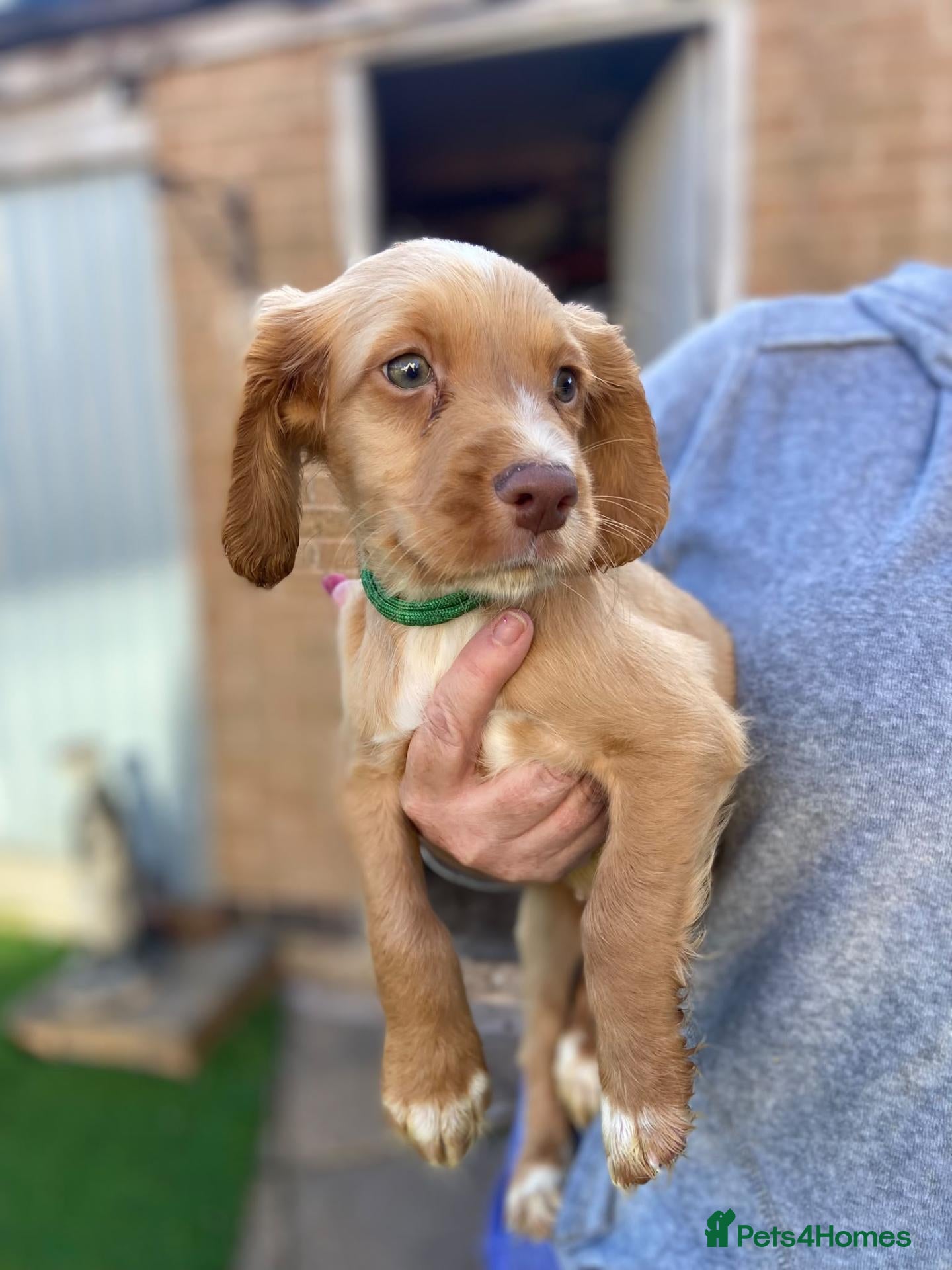 Cocker Spaniel dogs Two red boys left! Working Cocker Spaniel pups - Advert 3