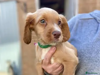Cocker Spaniel dogs Two red boys left! Working Cocker Spaniel pups - Advert 3