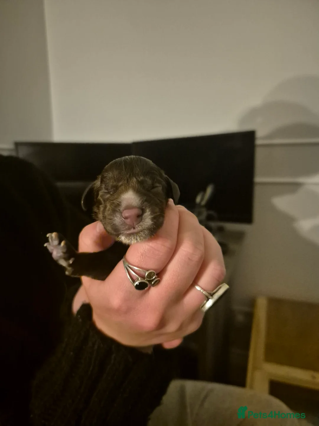 Sprocker dogs for sale: WORKING SPROCKER PUPPIES  - Advert 17