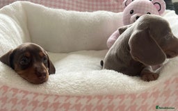 Miniature Dachshund dogs for sale: Miniature Dachshund  - Image 7