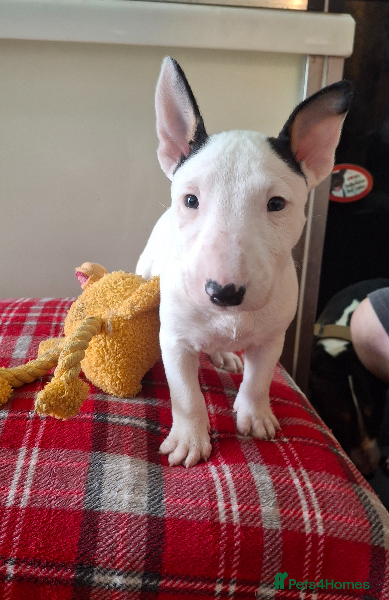 English Bull Terrier dogs Stunning english bull terrier pups - Advert 5