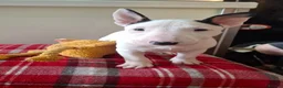 English Bull Terrier dogs for sale: Stunning english bull terrier pups - Advert 1