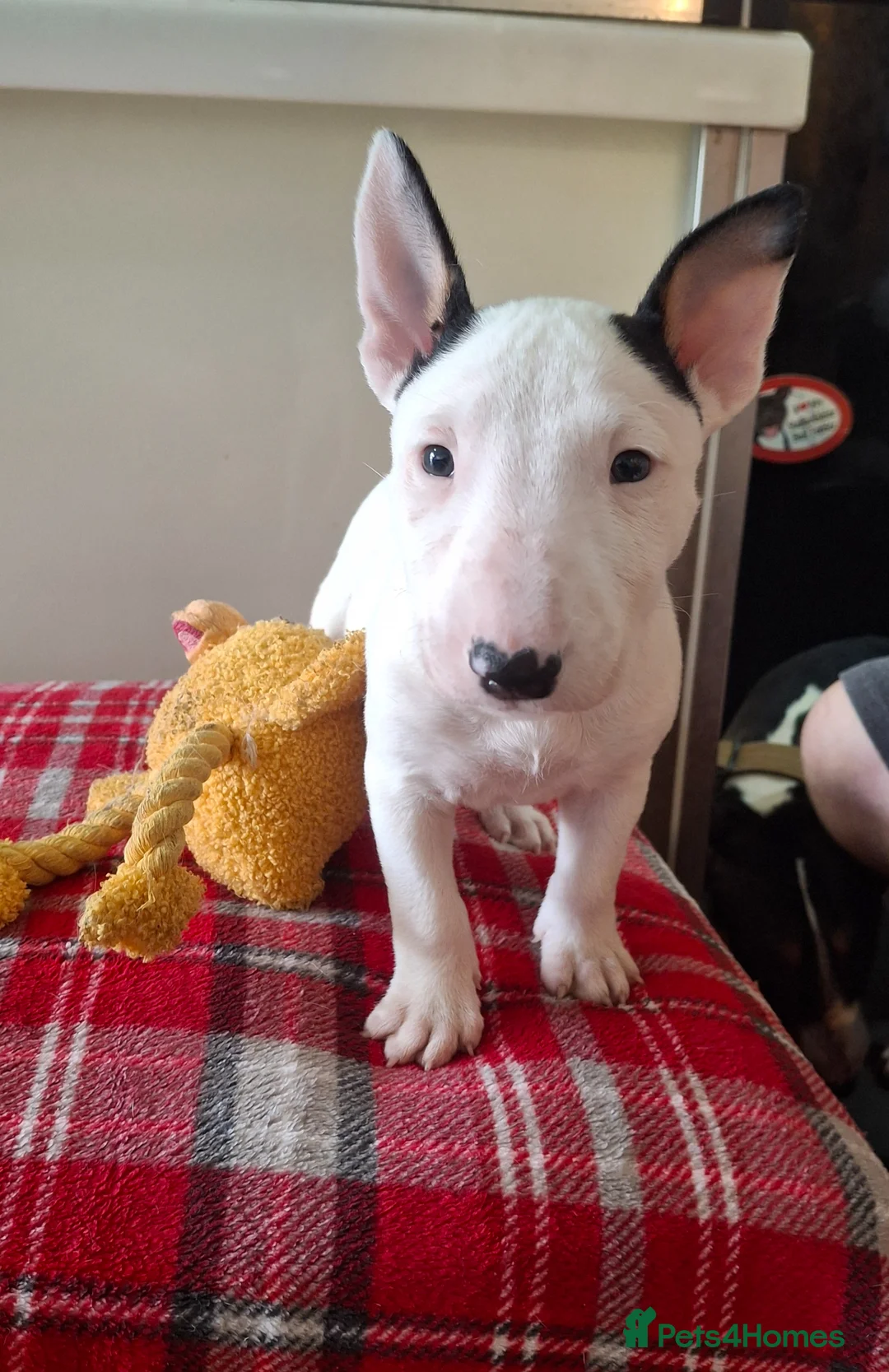 English Bull Terrier dogs for sale: Stunning english bull terrier pups - Advert 1