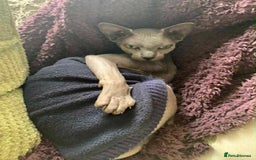 Sphynx cats for sale: Lovely 5 year old sphinx male for rehoming  - Image 3