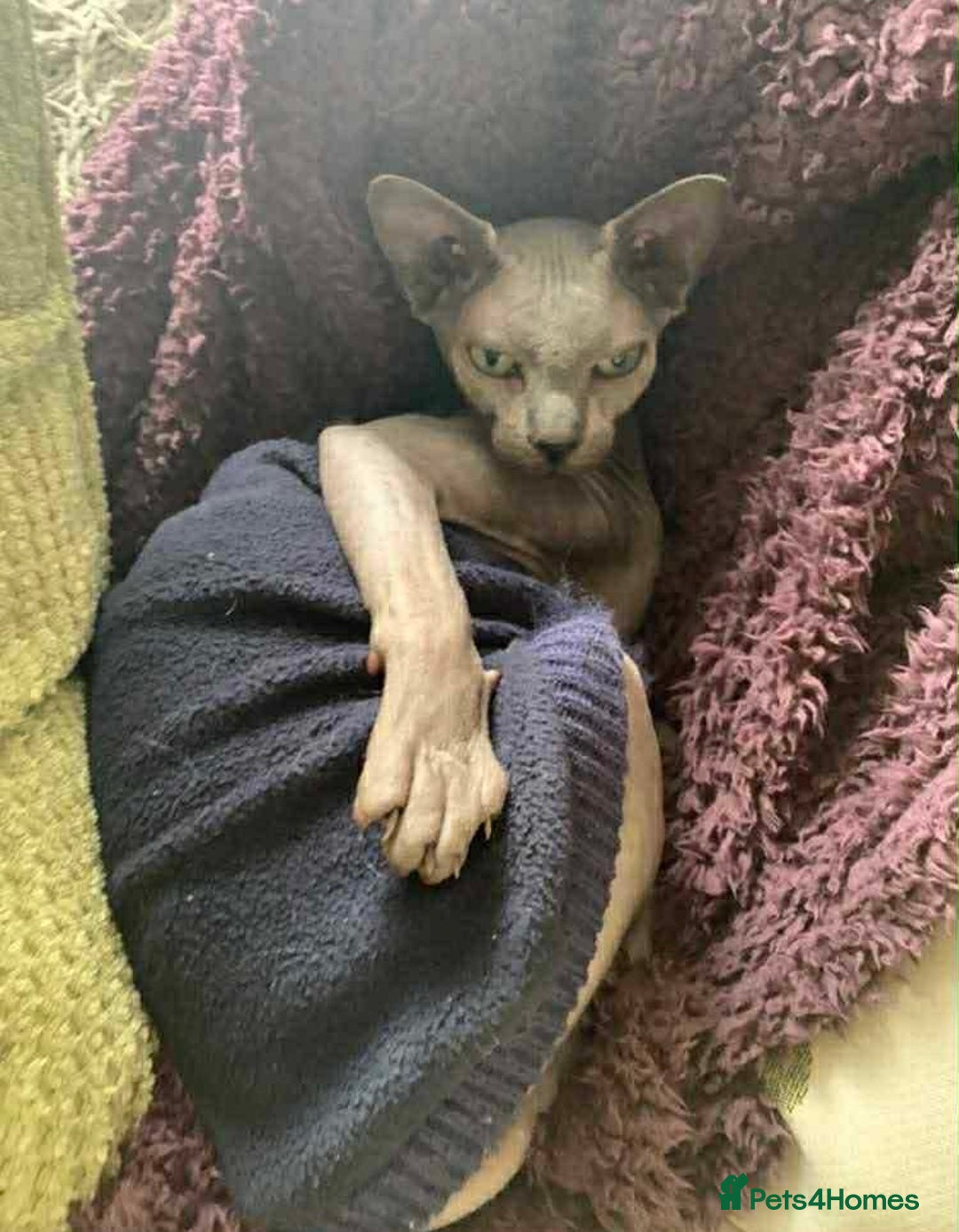 Sphynx cats for sale: Lovely 5 year old sphinx male for rehoming  - Image 3