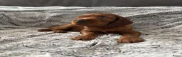Irish Setter dogs for sale: KC registered Irish Setter puppies Bexhill-on-Sea - Advert 13