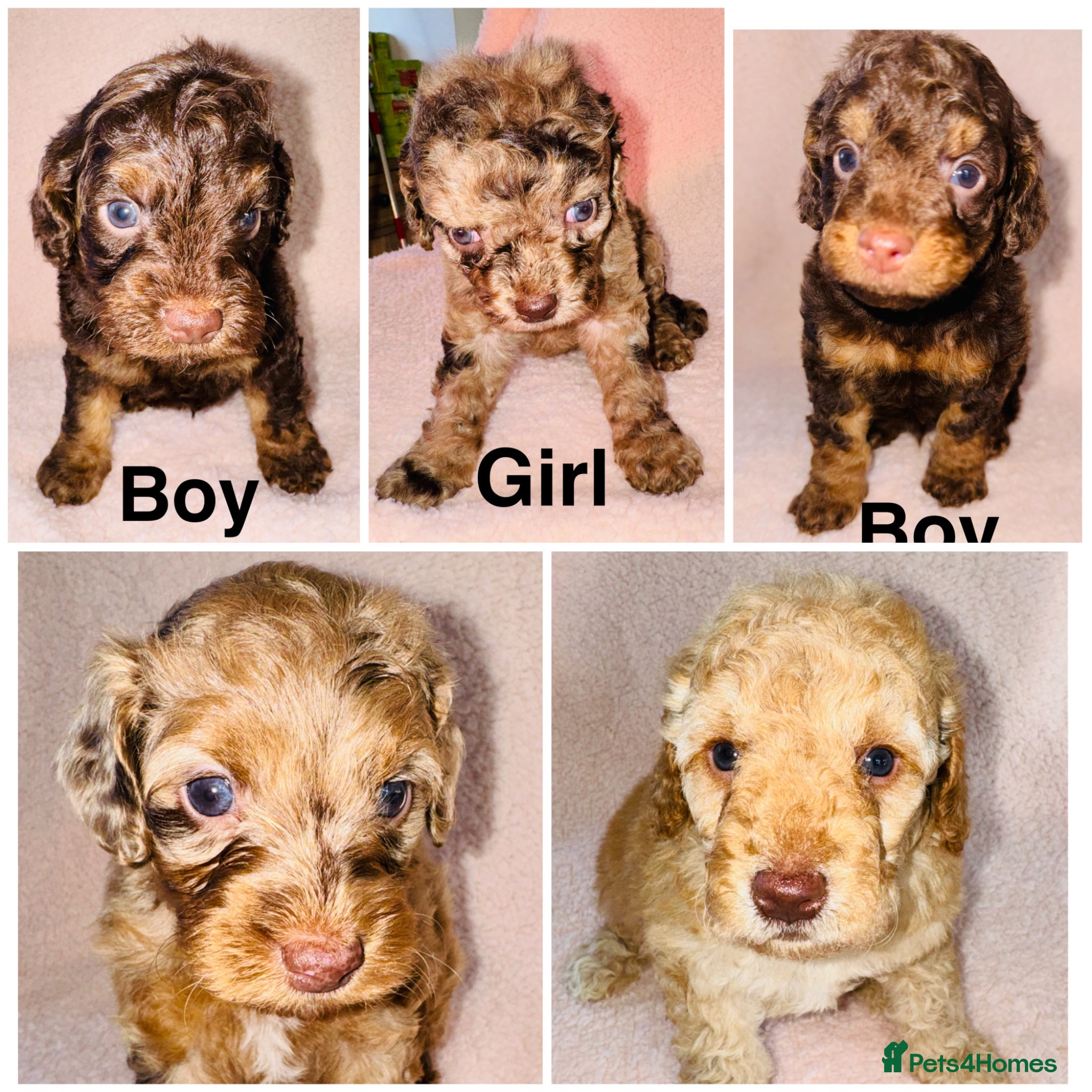 Cockapoo dogs DNA TESTED, Beautiful Cockapoos, Ready 6th May  - Advert 3