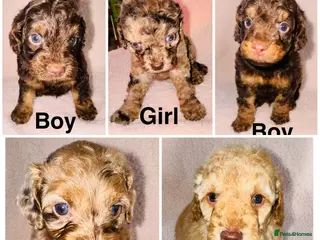 Cockapoo dogs DNA TESTED, Beautiful Cockapoos, Ready 6th May - Advert 3