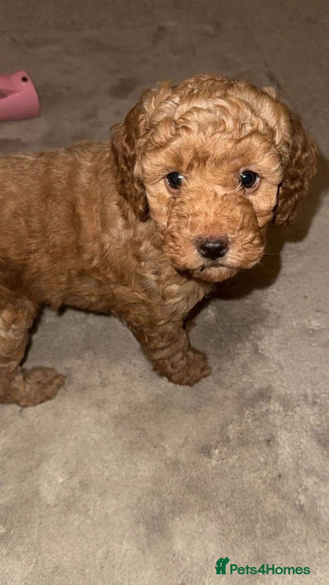 Cockapoo dogs for sale: Cockapoo puppy’s  - Advert 8