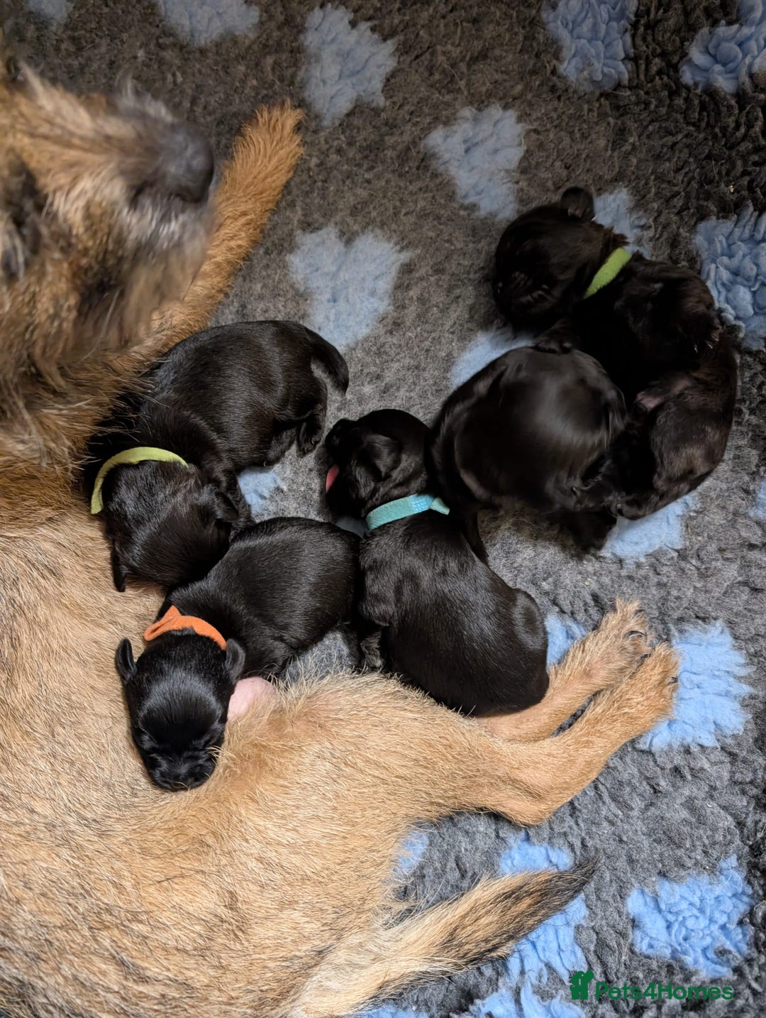 Mixed Breed dogs for sale: Beautiful Border terrier/Patterdale terrier pups - Advert 24
