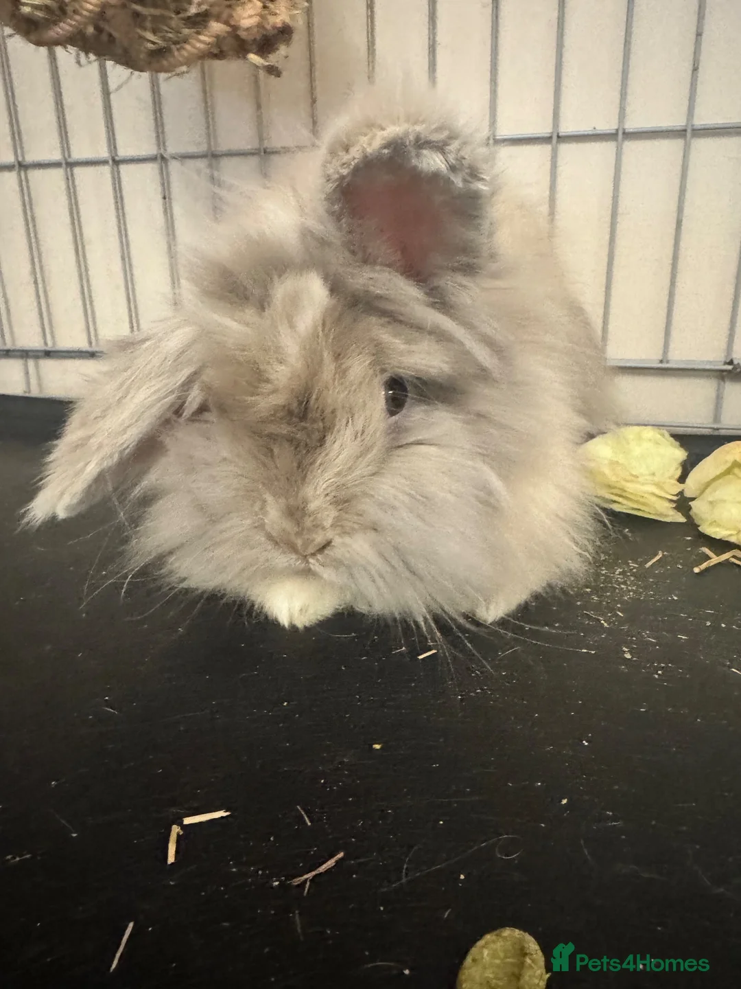 Lionhead rabbits for sale: Male Lionhead  in Stourbridge - Advert 2