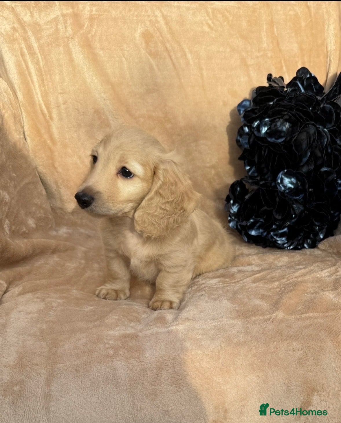Miniature Dachshund dogs Last cream,white gorgeous boy available KC reg .  - Advert 9
