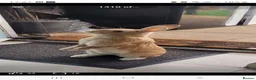 Mixed Breed rabbits for sale: A male and female rabbit. - Advert 1