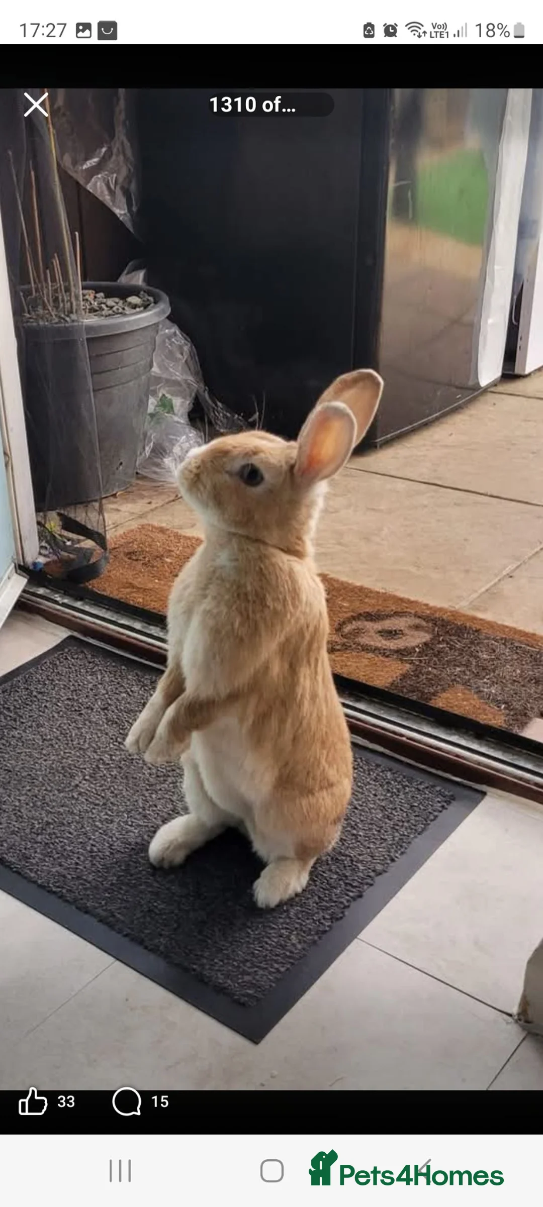Mixed Breed rabbits for sale: A male and female rabbit. - Advert 1