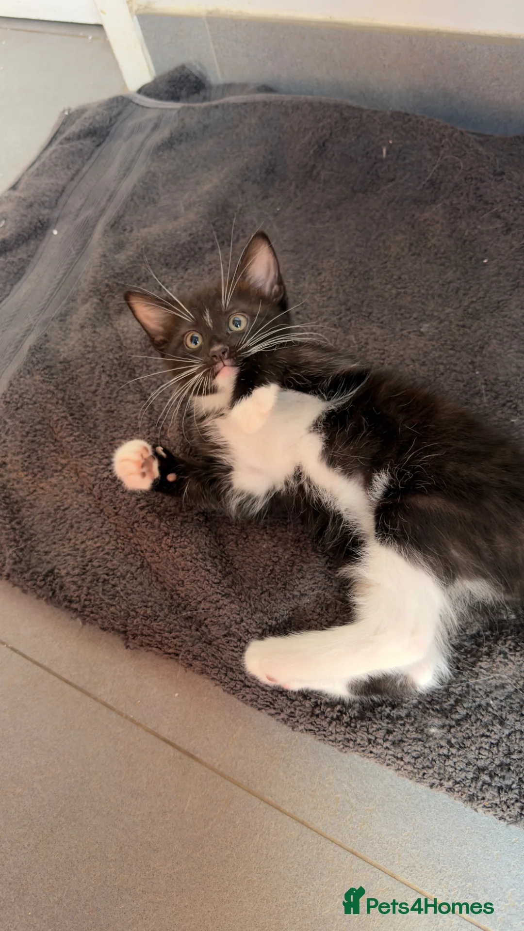 Mixed Breed cats for sale: 2 beautiful boys for sale!!  in Bridgwater - Advert 2