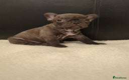 French Bulldog dogs for sale: Beautiful french bulldog puppies  - Advert 7