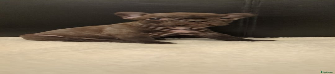 French Bulldog Puppy 2