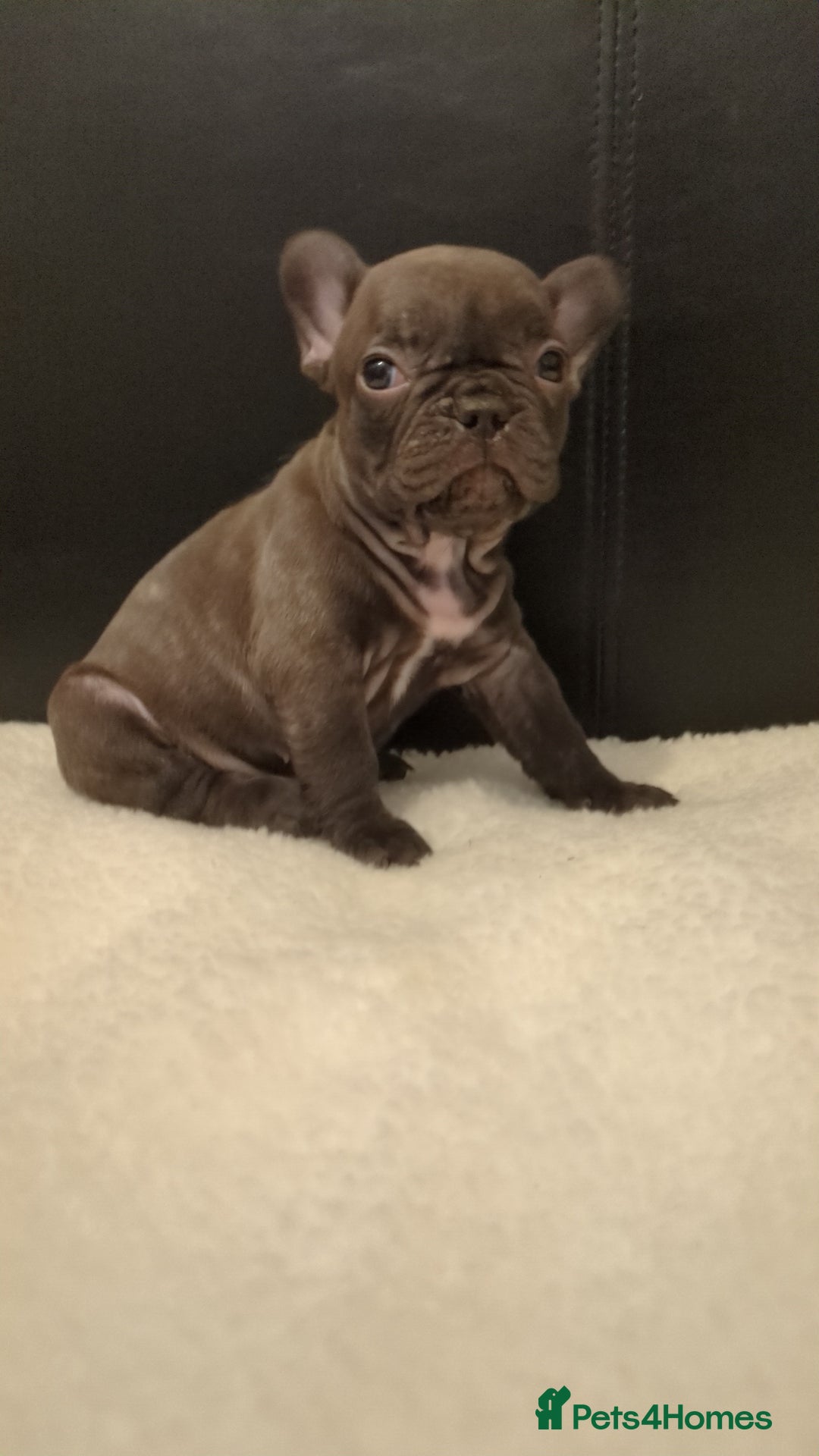 French Bulldog dogs for sale: Beautiful french bulldog puppies  - Advert 7