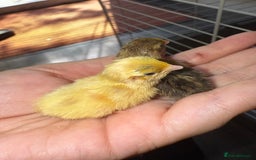 Quail poultry for sale: 2 day old quails £20 for all 5  - Image 1