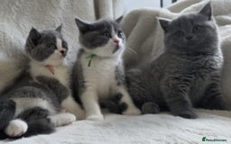 British Shorthair cats for sale: GCCF British Shorthair Kittens Champion Bloodlines - Image 3