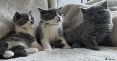 British Shorthair cats - Advert 3