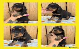 Cocker Spaniel dogs for sale: Ready 30th august import lines  - Image 7