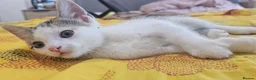 Mixed Breed cats for sale: Adorable kittens looking for loving home in Birmingham - Advert 9