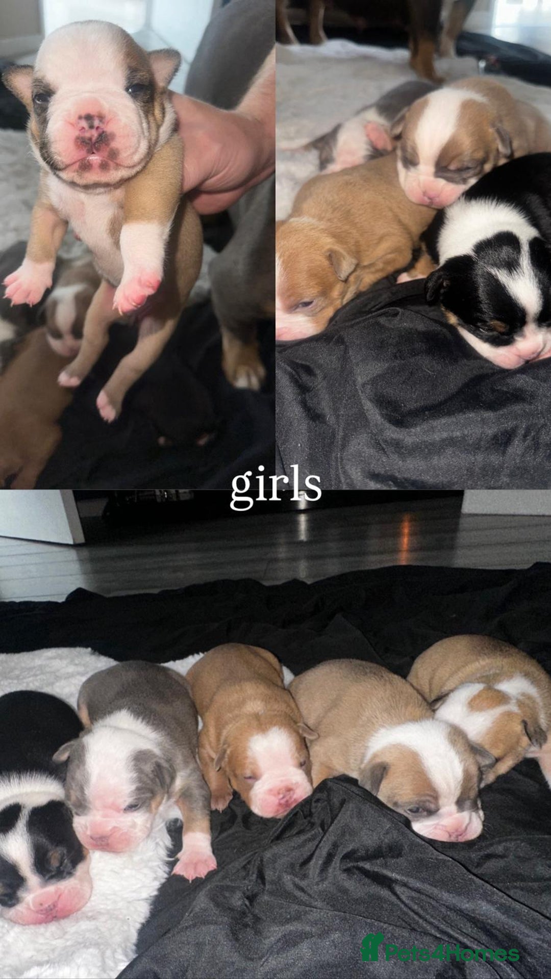 Olde English Bulldogge dogs for sale: Olde English Bulldogge Puppies  - Image 2