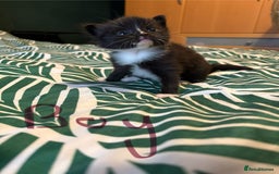 Mixed Breed cats for sale: Domestic Shorthair cross Maine CoonRagdoll kittens - Image 3