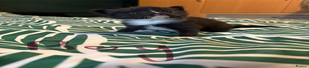 Mixed Breed Kitten 1
