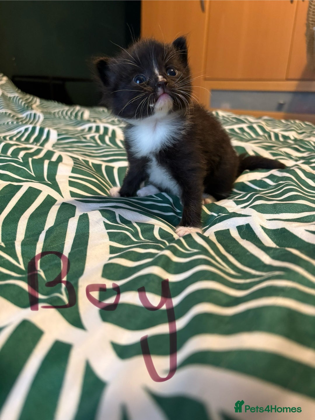 Mixed Breed cats for sale: Domestic Shorthair cross Maine CoonRagdoll kittens - Image 3