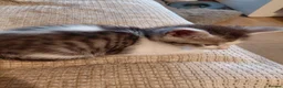 Mixed Breed cats for sale: 3/4 Maine coon. 1/4 sphynx - Advert 15