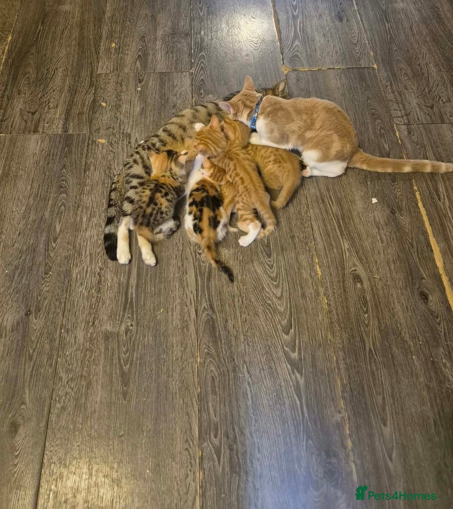 Mixed Breed cats Kittens tobby  - Advert 1