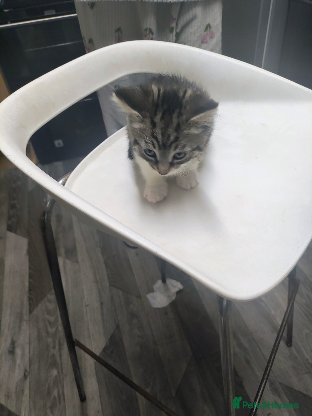 Bombay cats for sale: Playful and lovely  - Image 1