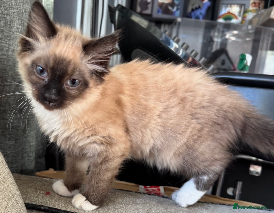 Mixed Breed cats for sale: CURRENTLY RESERVED Female kitten  - Advert 2