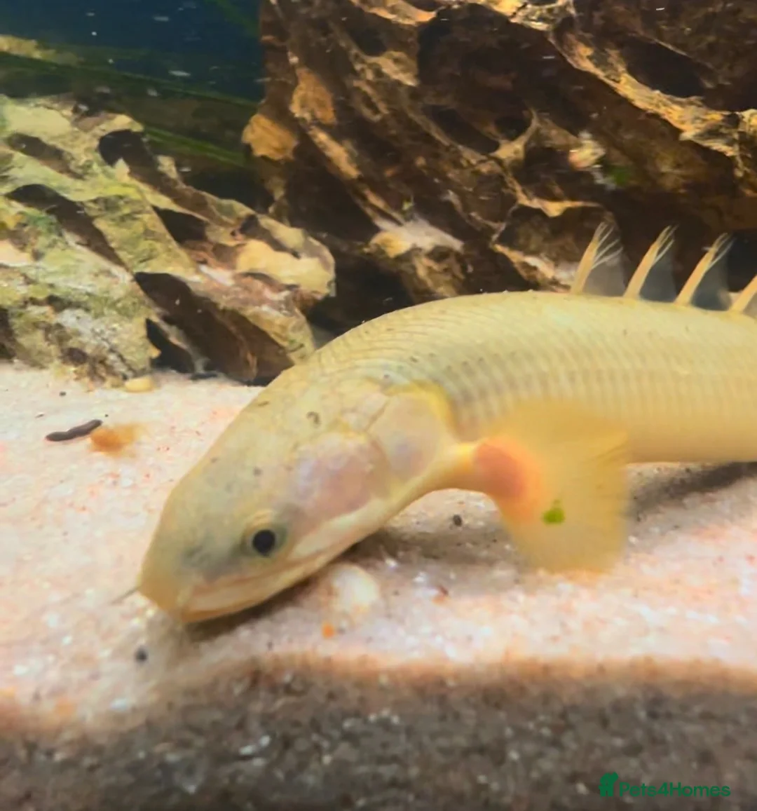 Other/Mixed Breed fish for sale: XL Senegal Bichir +15cm - Advert 2