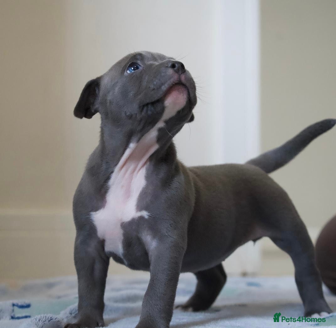 American Bully dogs for sale: Pocket bully pups for sale  - Advert 8