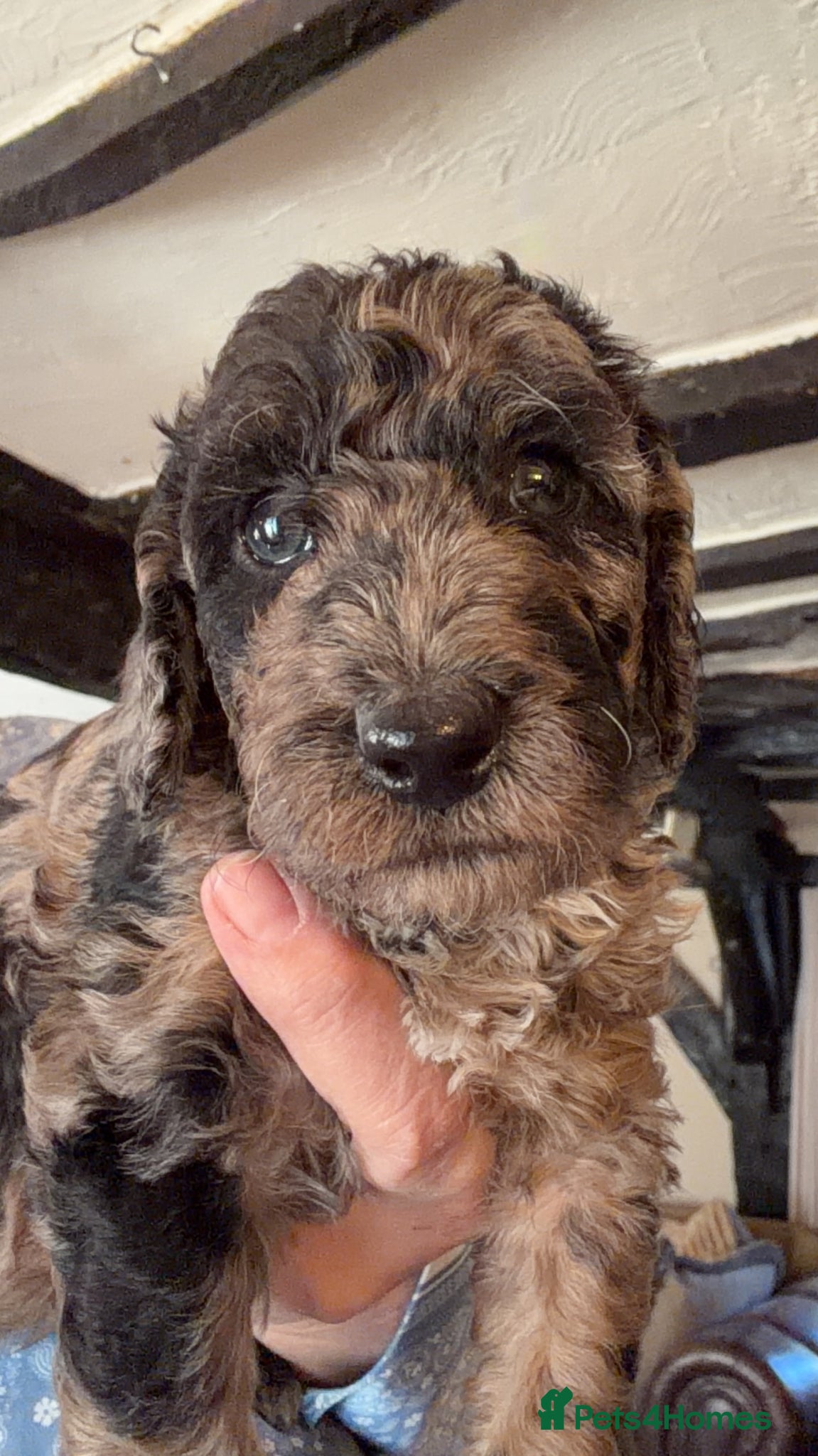 Miniature Poodle dogs Best quality Merle miniature poodles girls & boys  - Advert 14