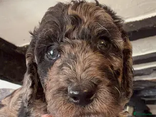 Miniature Poodle dogs Best quality Merle miniature poodles girls & boys - Advert 14