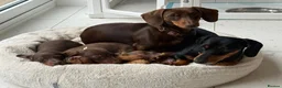Miniature Dachshund dogs for sale: 🐾🤎 3 BEAUTIFUL MINIATURE DACHSHUND PUPPIES 🤎🐾 - Advert 6