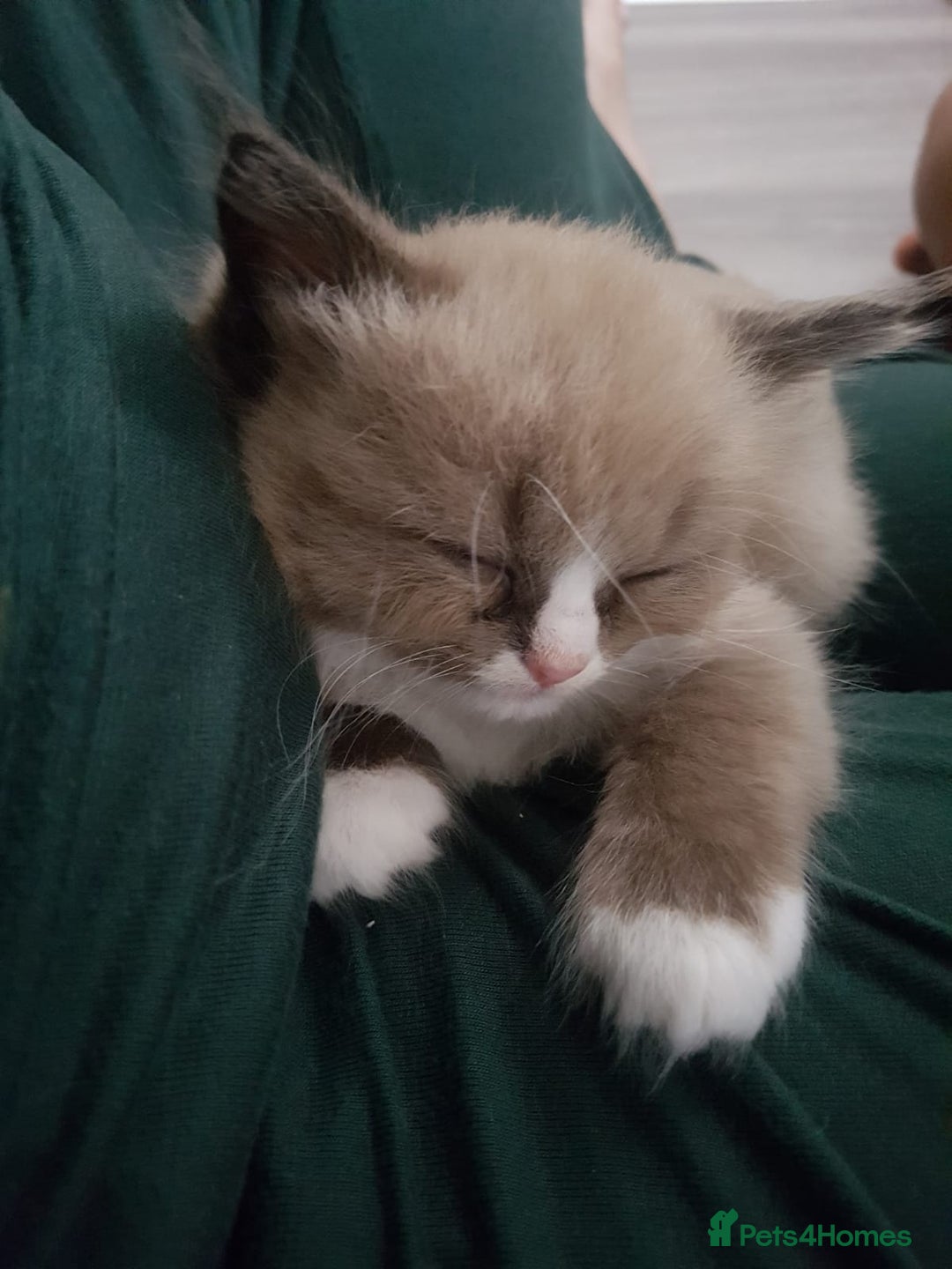 Ragdoll cats for sale: Stunning Seal Mink Mitted Female  - Image 5