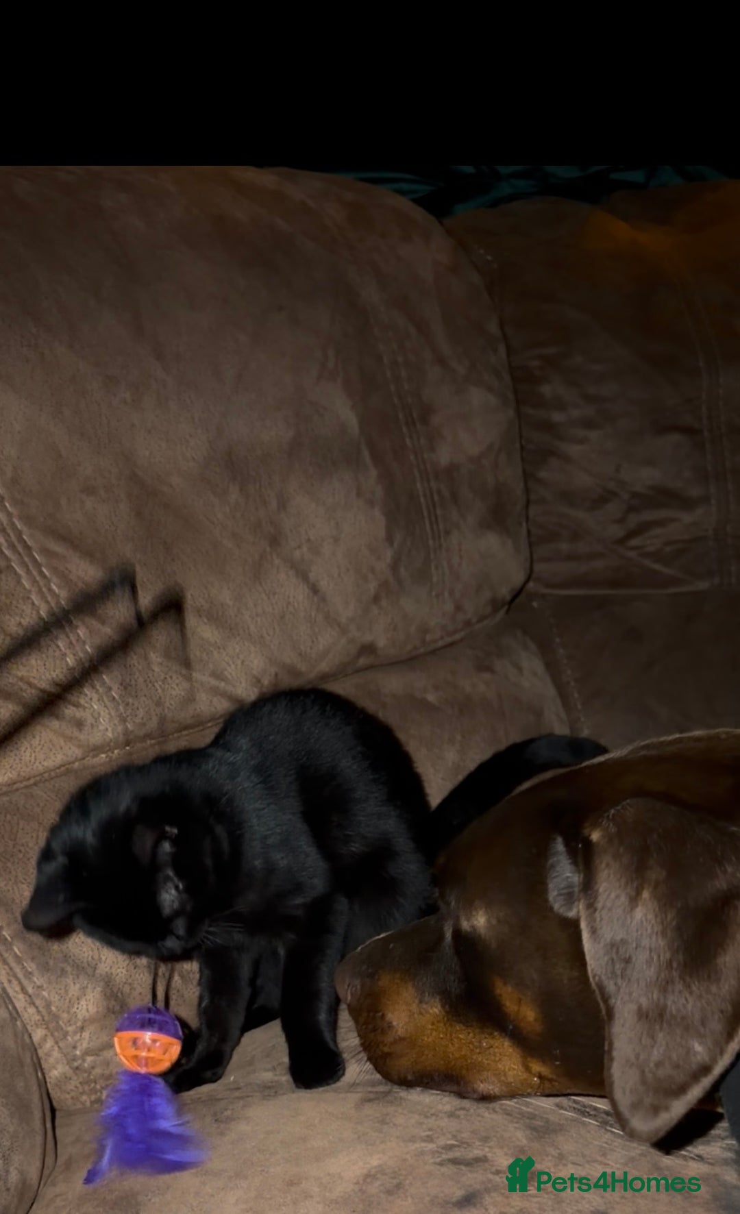 Domestic Shorthair cats for sale: Sonic & Melody (including kitten bundle) - Advert 9