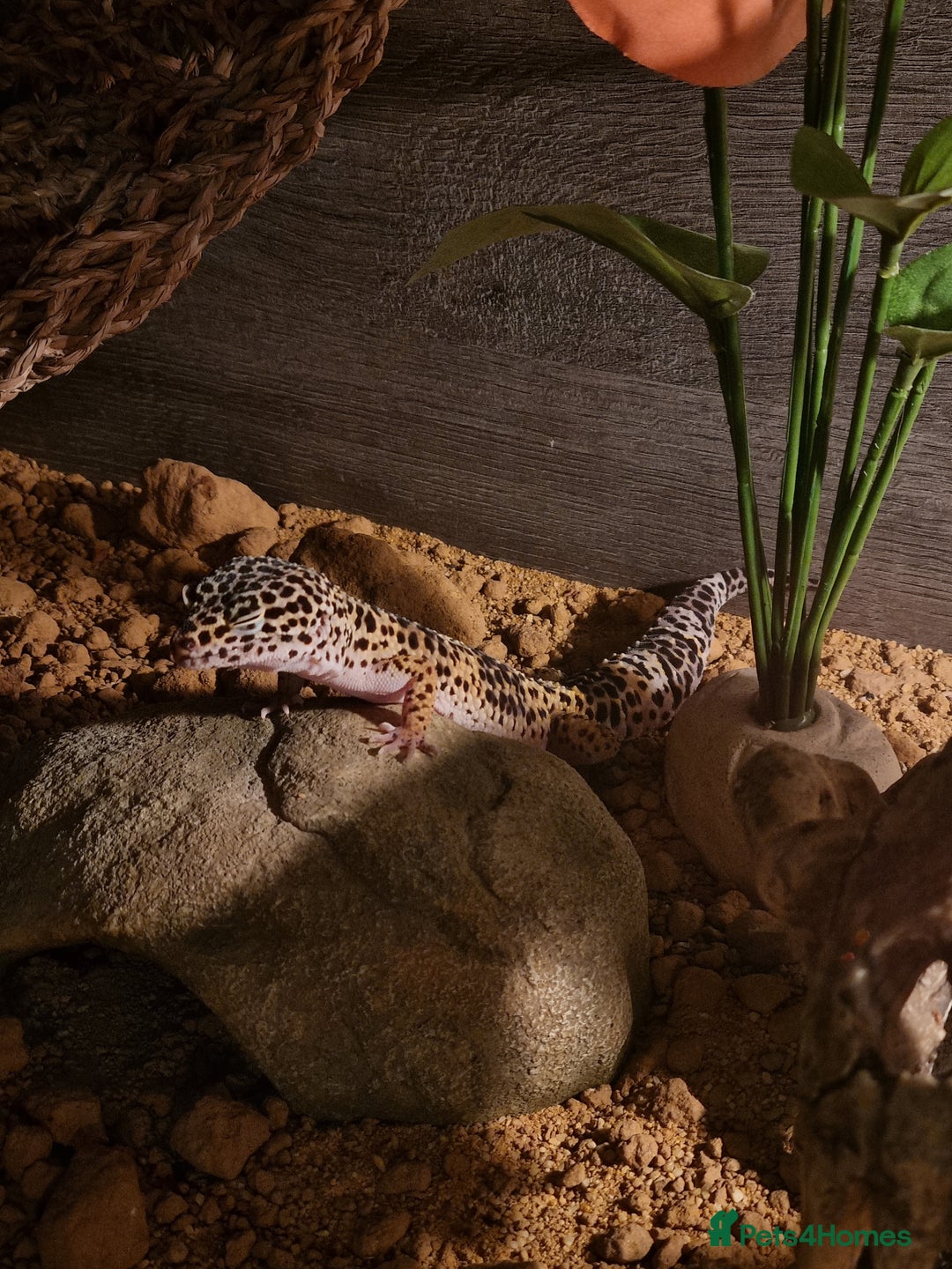 Gecko reptiles for sale: Leopard Gecko - Image 7