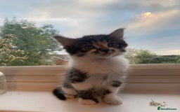 Mixed Breed cats for sale: Fluffy adorable mixed tabby! - Image 5