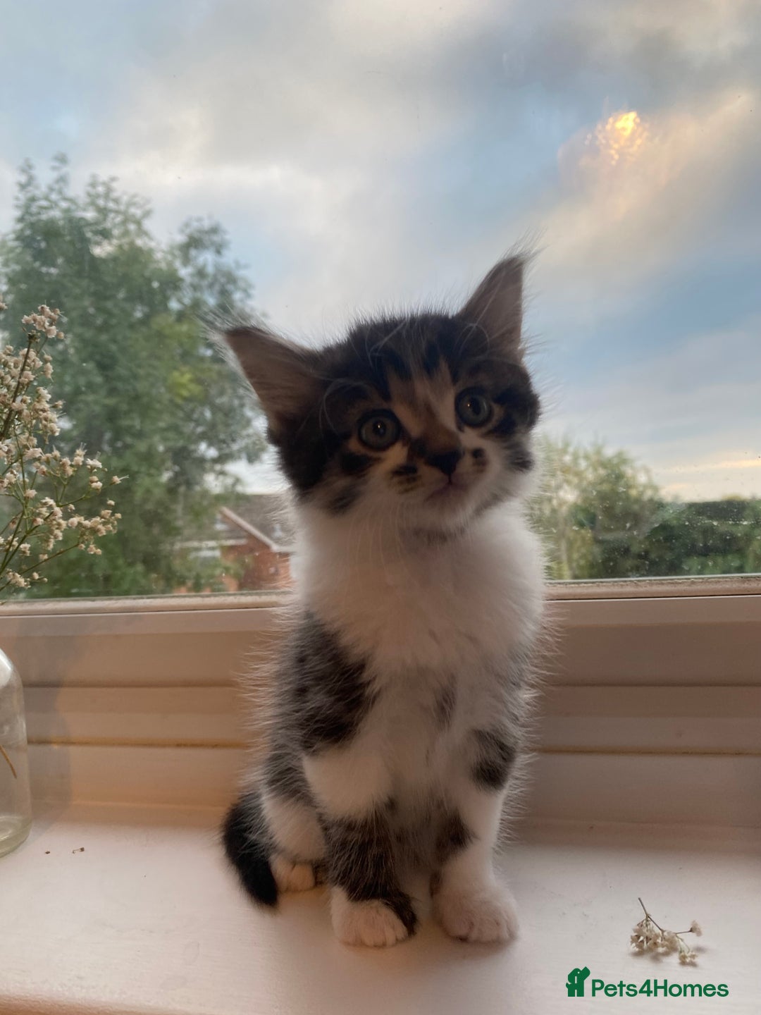 Mixed Breed cats for sale: Fluffy adorable mixed tabby! - Image 5