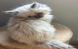 Ragdoll cats for sale: 4 Beautiful Female Ragdoll kittens for sale  - Image 5