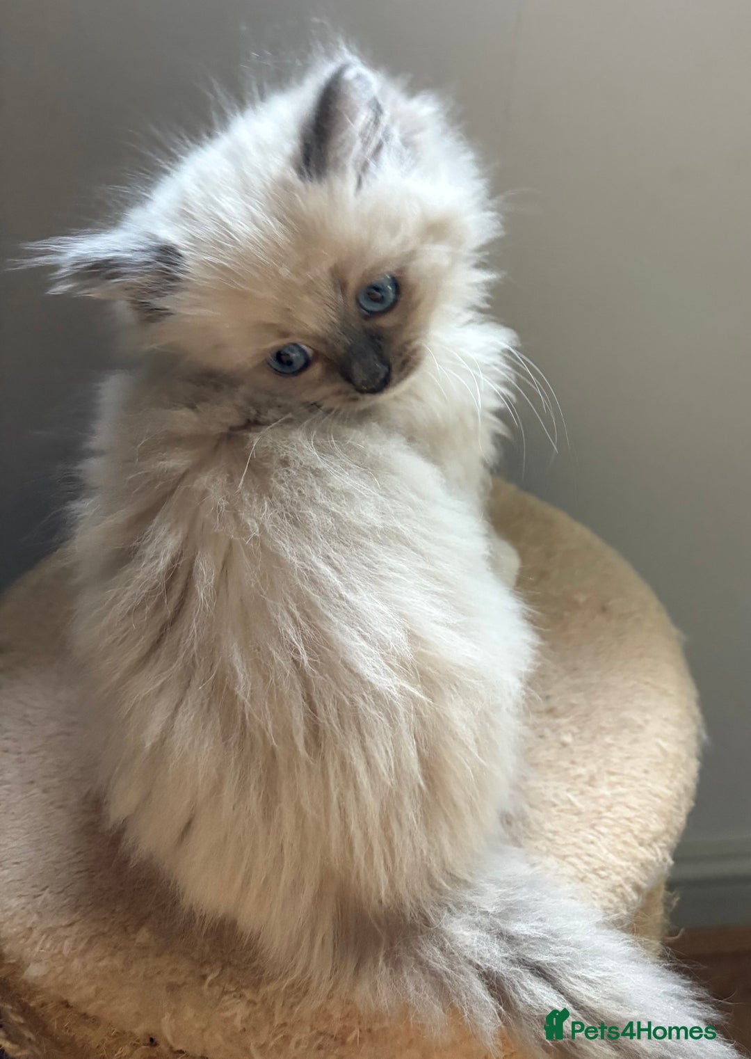 Ragdoll cats for sale: 4 Beautiful Female Ragdoll kittens for sale  - Image 5