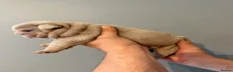 English Bulldog dogs for sale: Kc reg Incredible litter health tested Parents  - Advert 27